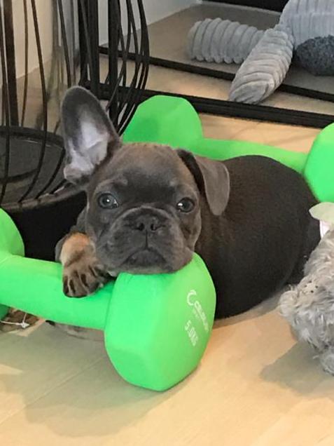 Ollie: Exotic tricoloured French bulldog Ollie is always the centre of attention. Pictured here at eight weeks, he achieved two ears up a week later.