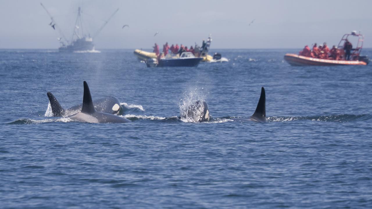 Boat owners say pods of killer whales have been targeting their vessels for prolonged periods.
