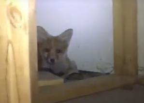 Rescuer Finds Fox Chilling in Melbourne Shop. Credit - Facebook/Nigel's Animal Rescue and Pest Control via Storyful