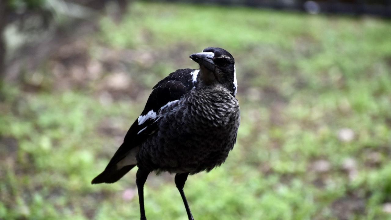 Magpie attacks How to stop swooping, get bird to like you The Chronicle