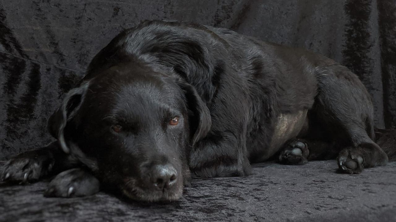 The shaved fur on the belly of this black labrador suggests it had an operation before it died. It will last forever now, provided it is not kept in high humidity or by a heater or fireplace.