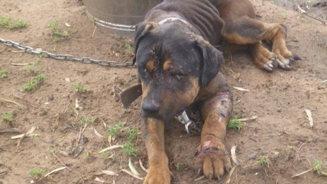 A clearly distressed, neglected and wounded puppy — one of almost 100 animals found at a Glenarbon property. Pictures: RSPCA