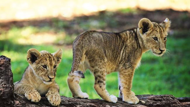 Taronga Western Plains Zoo at Dubbo boasts African lions among its wildlife. Picture: Toby Zerna