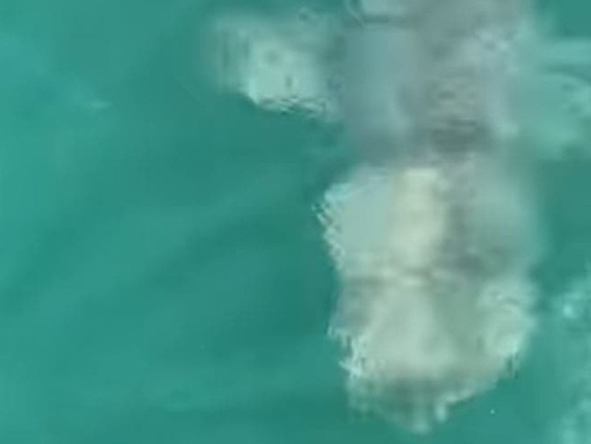 A bull shark can be seen chasing the fish on Mr Bates line in this still from a video. Picture: Supplied