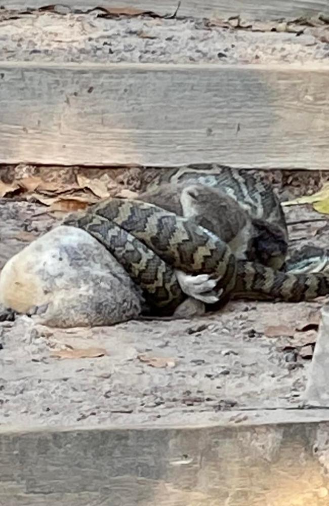 The snake was seen devouring the already dead koala. Picture: Carolyn Turner.