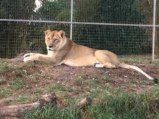 A lioness at the Darling Downs Zoo. Picture: Contributed