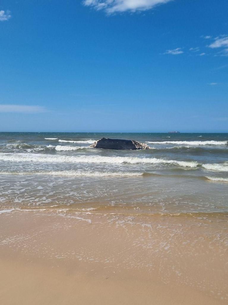 A whale washed up near Bribie Island beach on Wednesday. Picture: NewsWire handout.