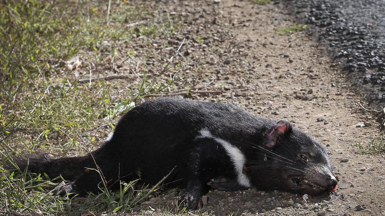 Hundreds of endangered Tasmanian devils have been reported killed on the state’s roads. Picture: Supplied.