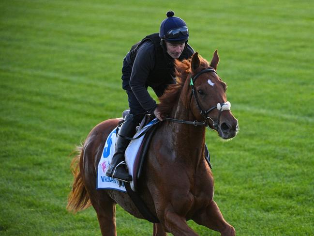 MELBOURNE, AUSTRALIA - OCTOBER 31: Lexus Melbourne Cup favourite, Vauban is seen during Derby Day Breakfast With The Best gallops at Flemington Racecourse on October 31, 2023 in Melbourne, Australia. (Photo by Vince Caligiuri/Getty Images)