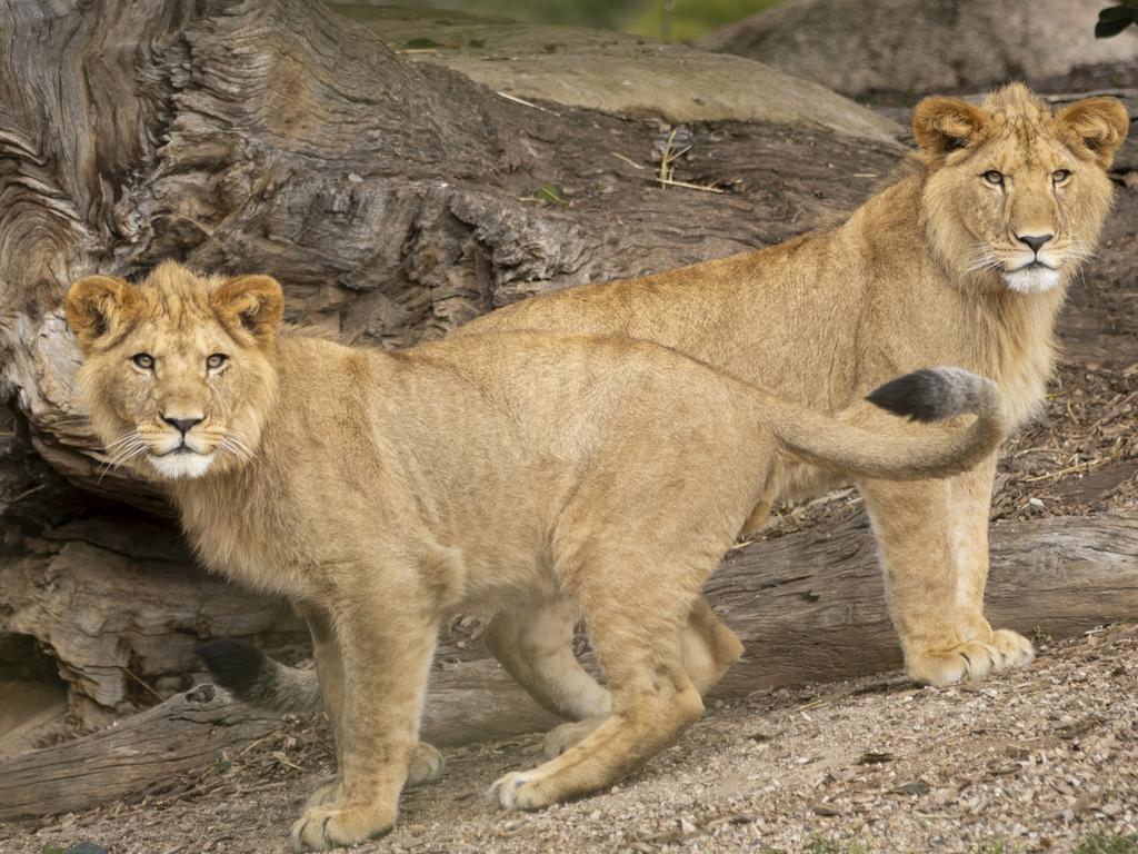 KIDS NEWS. Werribee Open Range Zoo’s lion cubs are taking their first steps into adulthood as they begin to form their striking iconic manes. Jango and Mwezi were born weighing 1.5-kilograms and now weigh 85-90-kilograms each – still just half the size of Sheru who weighs 180-kilograms. Picture: Jo Howell