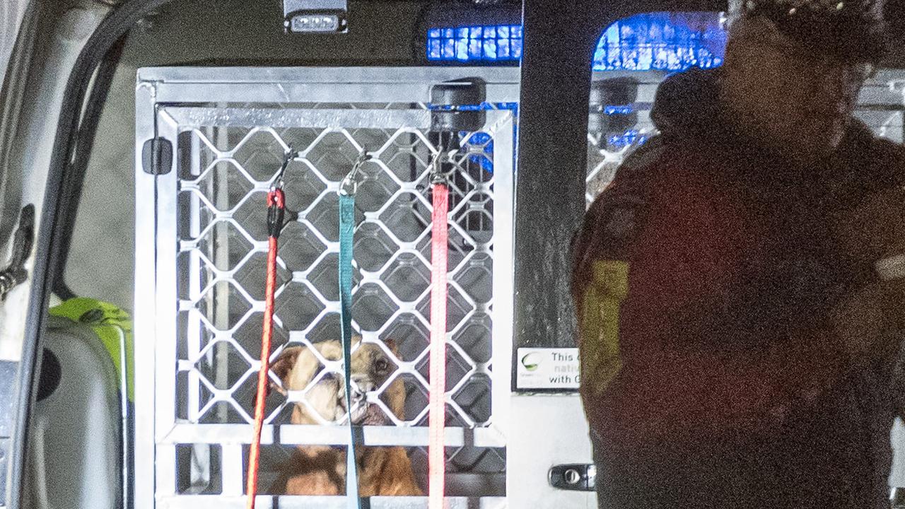 The dog after it was finally captured. Picture: Jake Nowakowski