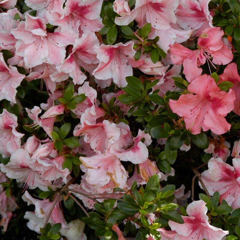 Satsuki Azaleas bloom profusely and late.