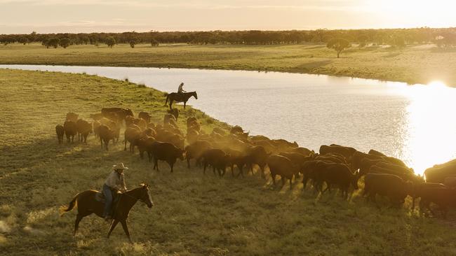 AACo is the owner of 1 per cent of the Australian land mass on which its cattle roam.