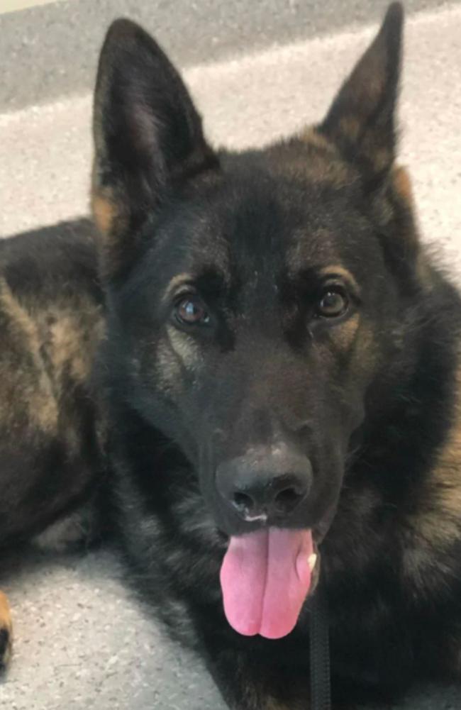 PD Quizz the beloved Queensland Police dog has gone missing while chasing a criminal. Picture: Supplied