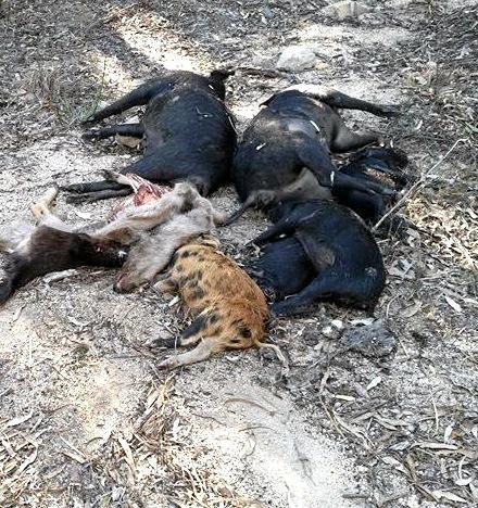 SHOOT TO KILL: The bodies of several wild pigs  were dumped at Wrights Rd, off of Old Wallangarra Rd. Picture: Contributed