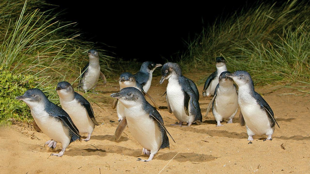 Phillip Island is home to Australia’s largest penguin colony. Picture: Visit Victoria