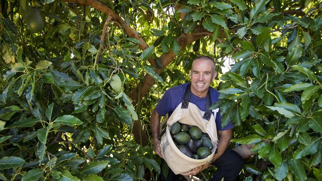 Strong avocado prices could lift Costa Group. Picture; Zoe Phillips.