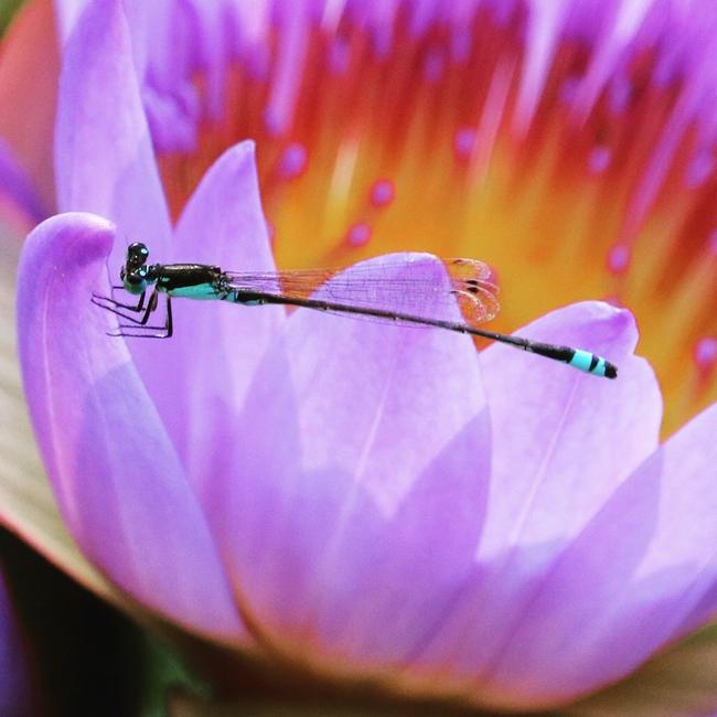 A vibrant dragonfly perches gracefully on a blooming flower. Picture: Wendy Campbell