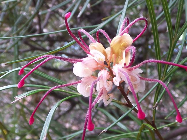 Illawarra Grevillea Park For Life Open Garden Sep 5 Image supplied