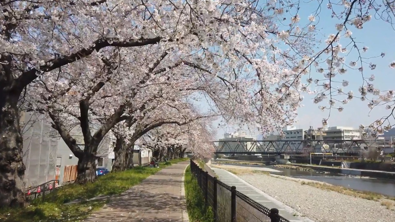 How to see Japan’s cherry blossoms in 2025