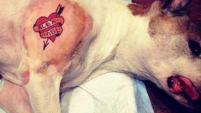 Abuse?...A Tattoo artist inked his and his wife’s names on his sedated pooch Zion after s