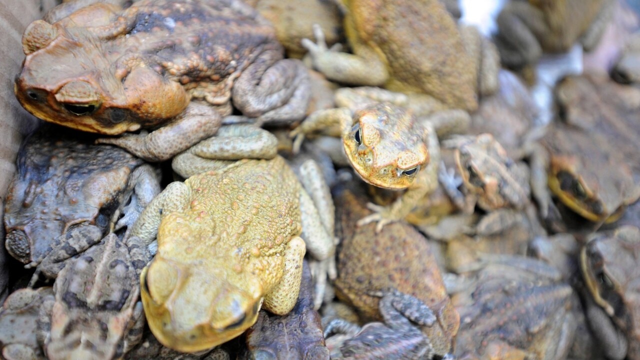 Small amount of cane toad venom can be ‘deadly’ for native fauna | Sky ...