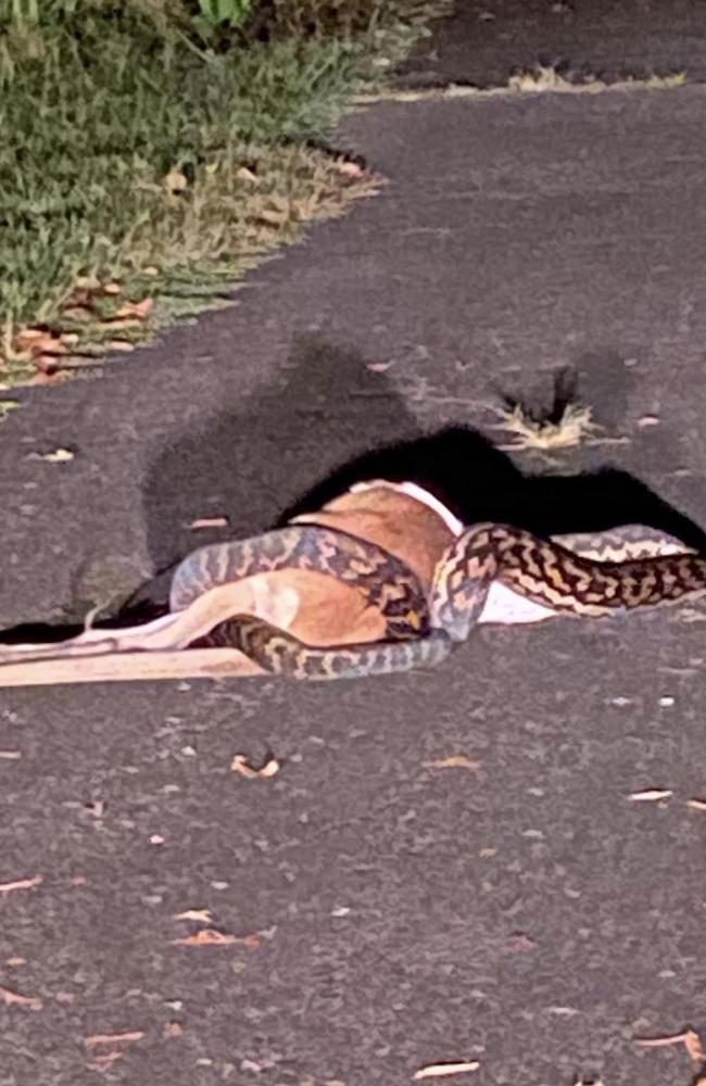 A python is seen devouring a wallaby. Picture: Supplied