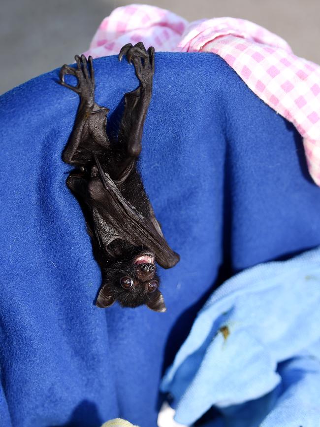 NQ Wildlife Carers are trying to rescue juvenile bats.