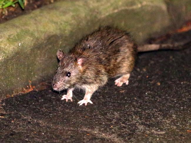 One of the many rats roaming the streets of Sydney in search of food and pictured outside Central Station on the Thursday 02nd of April 2020.Picture: Christian Gilles