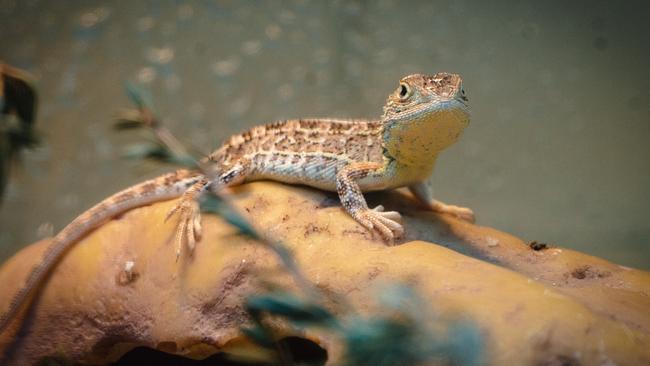 The rediscovery of the thought to-be extinct Victorian grassland earless dragon has been hailed as significant the Tasmanian tiger. Picture: Melbourne Zoo