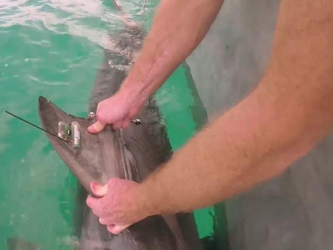 A shark is tagged at Coffs Harbour before being released.