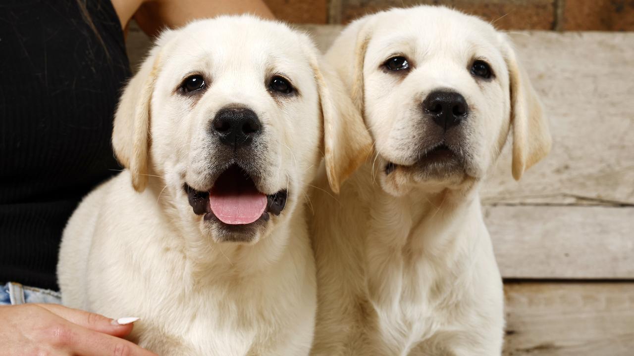 Labrador puppies from a reputable breeder, the NSW government is introducing legislation banning unregistered puppy farms and setting breeding caps on the number of dogs and how often they can breed. Picture: Jonathan Ng