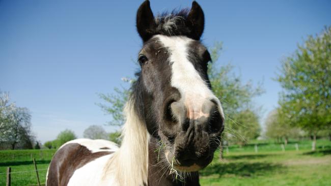 Pony tale full of feeling, captured at a gallop