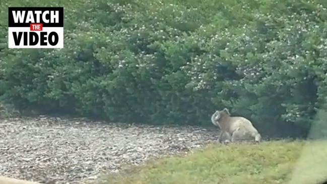 Aldi shopper recuses koala trapped in Aldi carpark