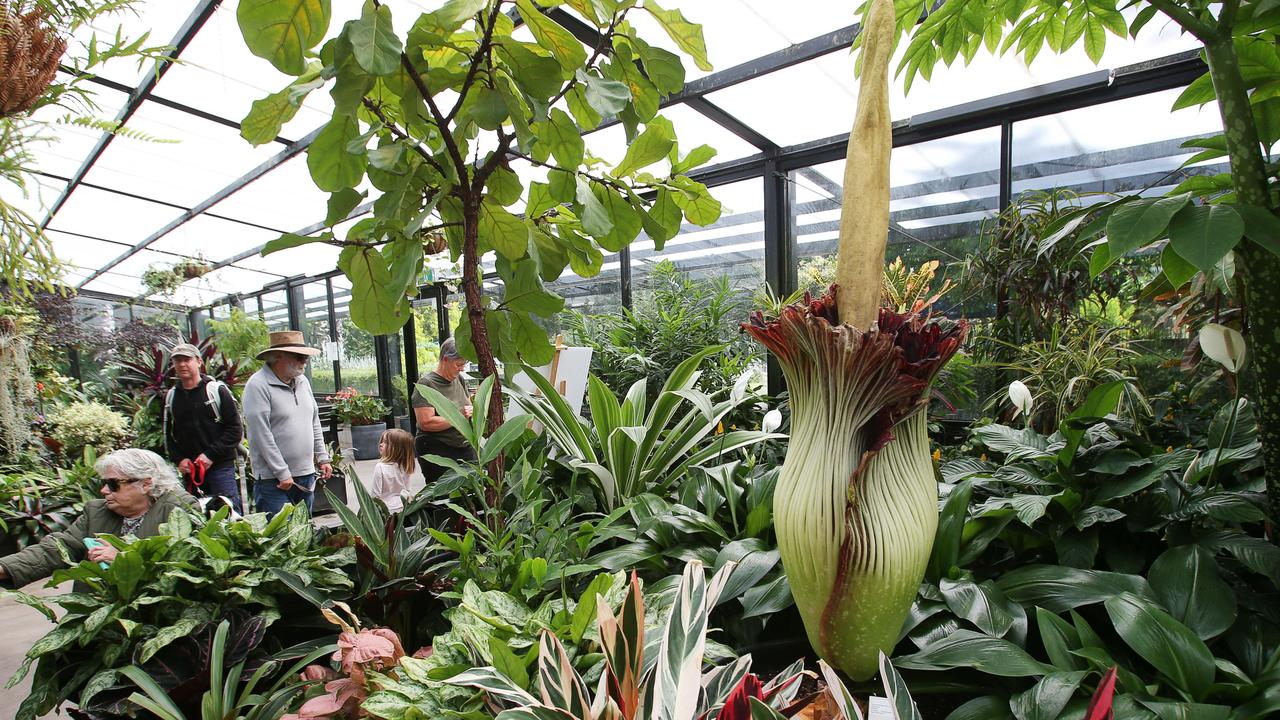 The corpse flower is closing but there is still a steady stream of visitors taking a look. Picture: Alan Barber