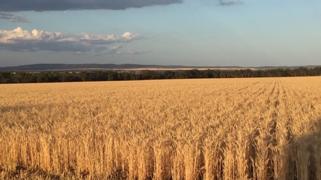 Crops at Emu Rocks, north of Kimba. Picture: SUPPLIED