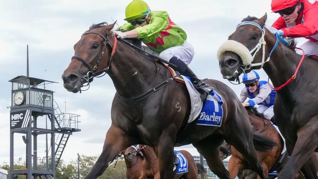 Winnasedge could find himself in next year's Oakleigh Plate if he continues to develop. Picture: Racing Photos