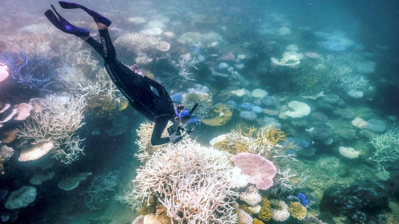 Marine biologist Anne Hoggett snorkels to inspect and record bleached and dead coral around Lizard Island on the Great Barrier Reef in April 2024. Picture: David Gray/AFP