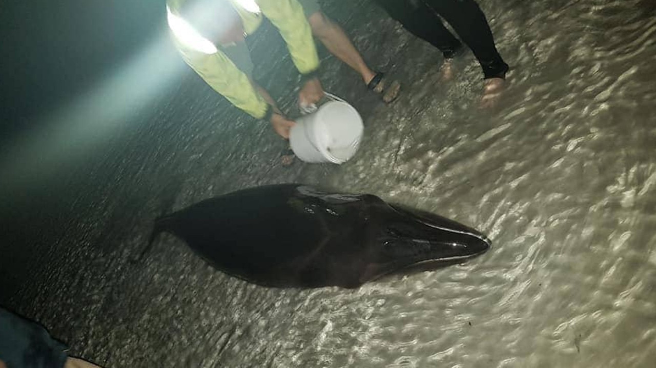 Port Lincoln SES volunteers poured buckets of water over the baby whale to keep it alive. Picture: Facebook