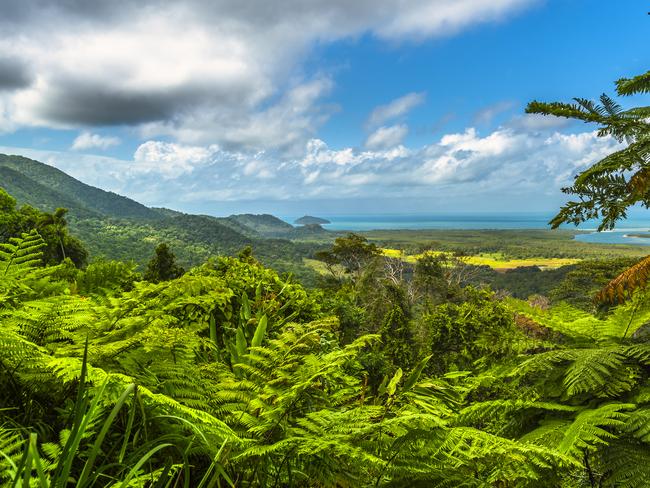 The glorious Daintree Rainforest. Picture: courtesy of Wotif.com