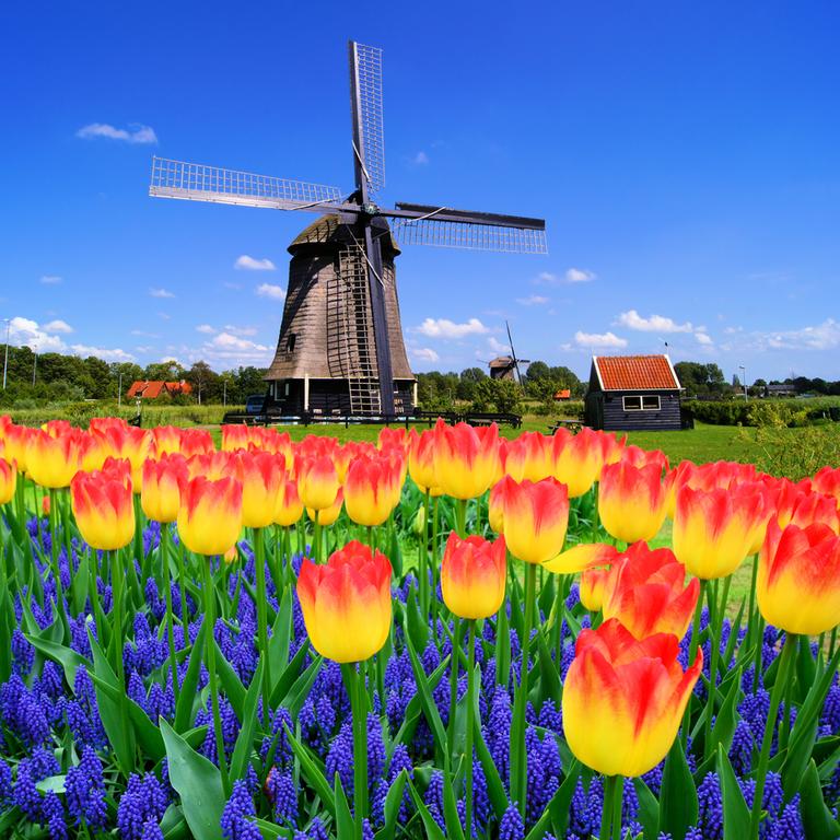 The Netherlands is famous for its tulips and windmills.