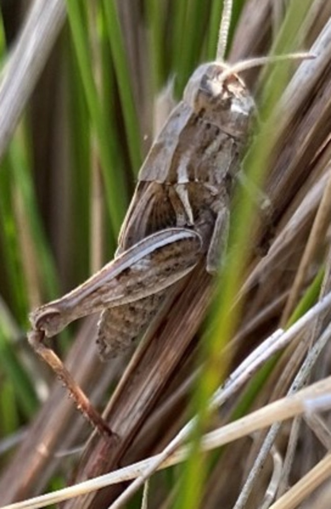 Schayer's grasshopper at Woolnorth. Picture: Supplied