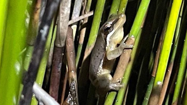 Protesters say the wallum sedge frog is at risk.