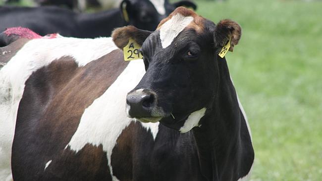 Future Ready Dairy Systems field day at the Chilver's family Oakdene property near Symmons Plains in the Northern Midlands, a...