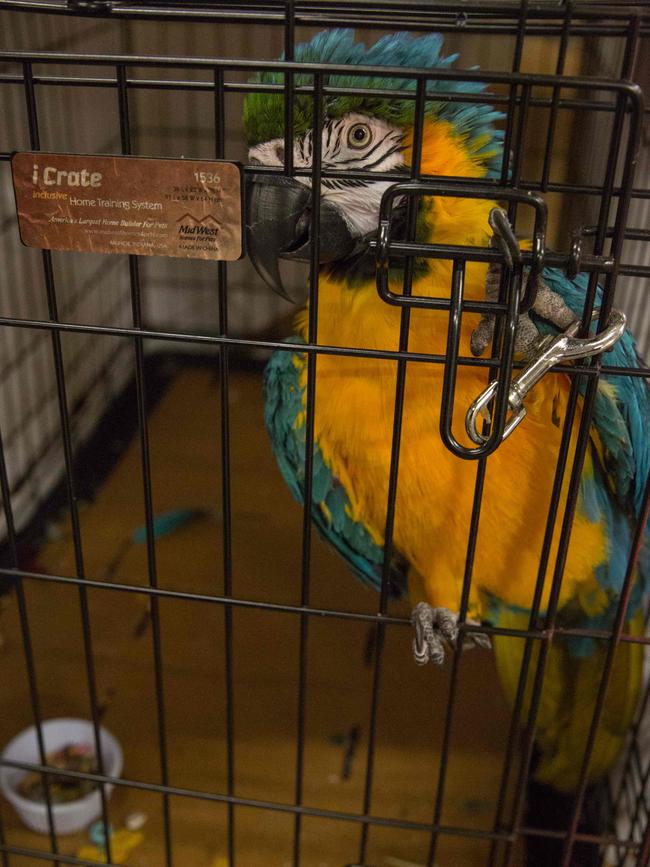 Pets belonging to evacuees sit in a crate at the Delco Center in east Austin, Sunday, August 27, 2017. As of Sunday afternoon, a total of 24 dogs, 20 cats, and 5 birds have been registered and volunteers from the Austin Animal Center say they can handle approximately 20 more animals depending on size. Picture: AFP