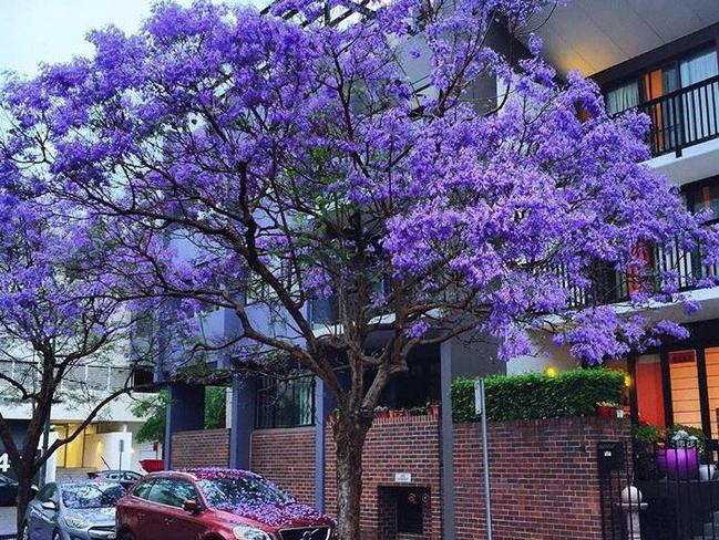 The City of Sydney tweeted this photo of a jacaranda in full bloom. Picture: Twitter/@cityofsydney