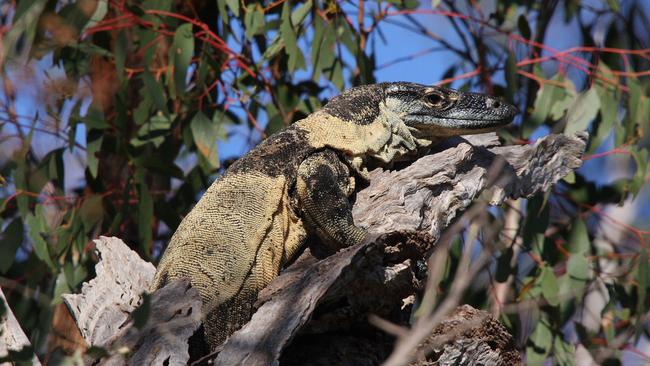 Warby-Ovens National Park is a great place for animal watching. Picture: Geoffrey Barrow