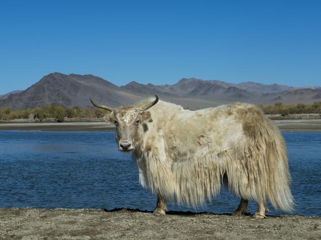 MONGOLIA - 2015/10/01: A white yak along the Hovd River near the city of Ulgii (Ãâlgii) in the Bayan-Ulgii Province in western Mongolia. (Photo by Wolfgang Kaehler/LightRocket via Getty Images)