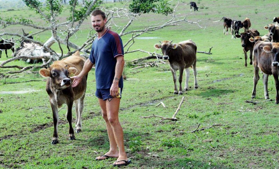 Rain replaces dirt with green grass at dairy farm The Courier Mail