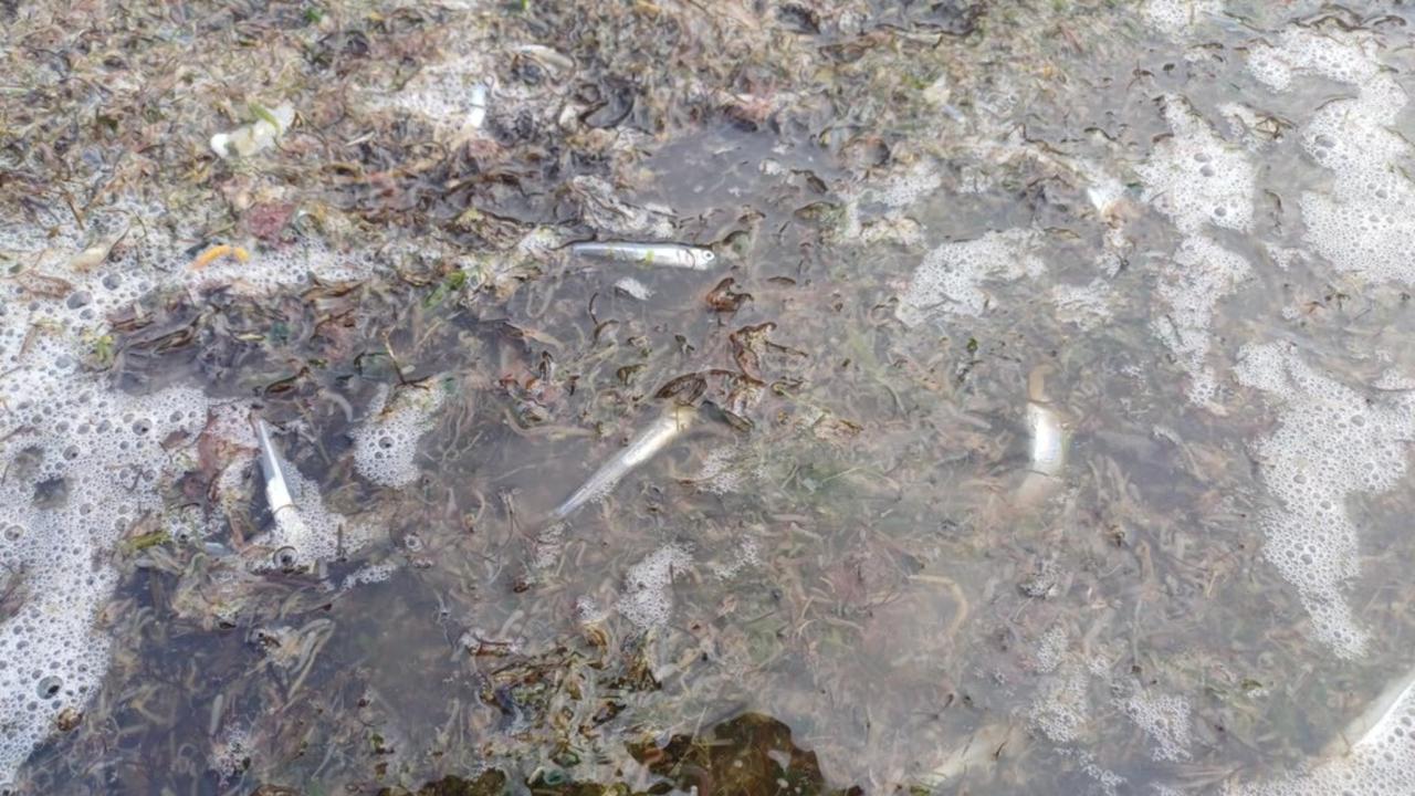 ‘Hundreds’ of fish killed as algae bloom hits the Coorong